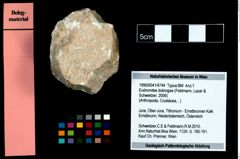 Foto (Objekt + Etikett) von Eodromites dobrogea (Feldmann, Lazar & Schweitzer, 2006)  (NHMW-GEO-1990-0041-4744)